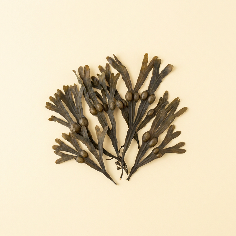 Bladderwrack