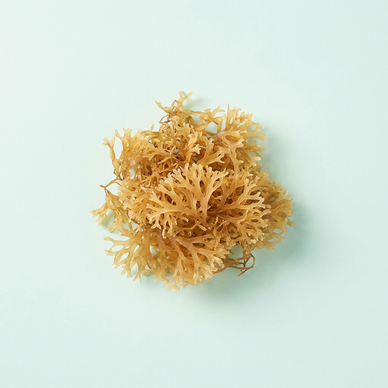 Irish Sea Moss